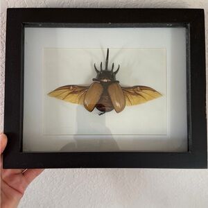 Framed Beetle Display with Black Frame